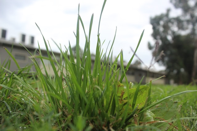 How to make st augustine grass grow fast?