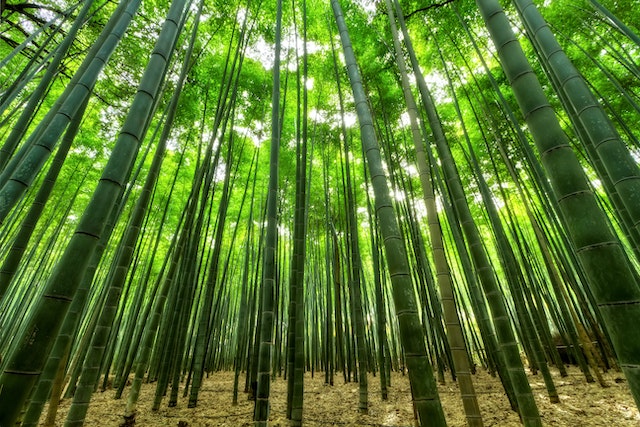 Best fertilizer for bamboo