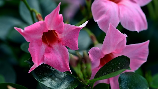Brazilian jasmine plant