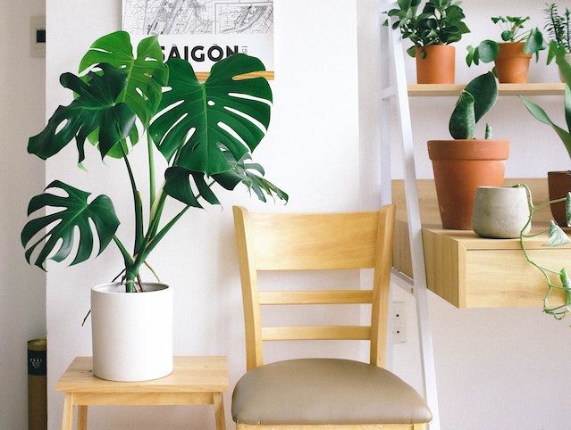 How to make indoor plants grow faster