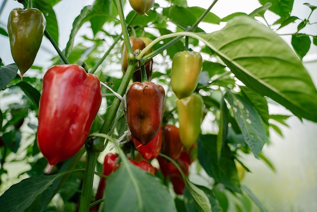 How to make peppers grow faster